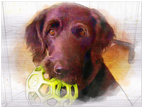 Pet Brushed Aluminum