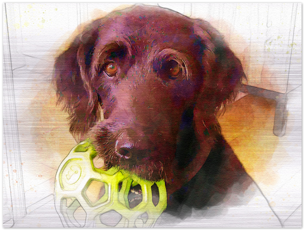 Pet Brushed Aluminum