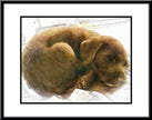 Adorable Pet Art